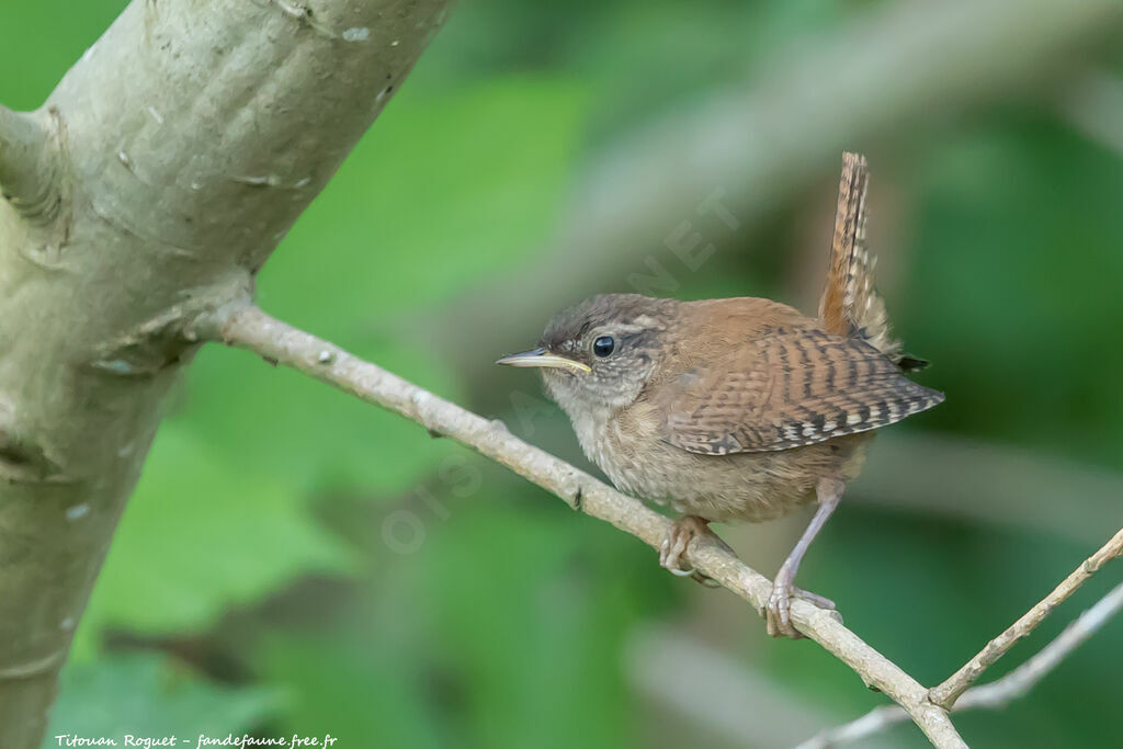 Eurasian Wrenjuvenile, identification, aspect