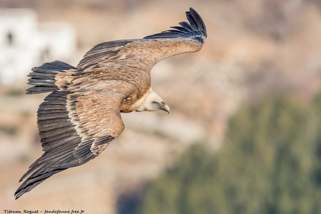 Griffon Vulture