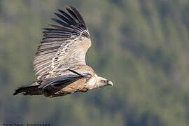 Griffon Vulture