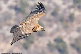 Griffon Vulture