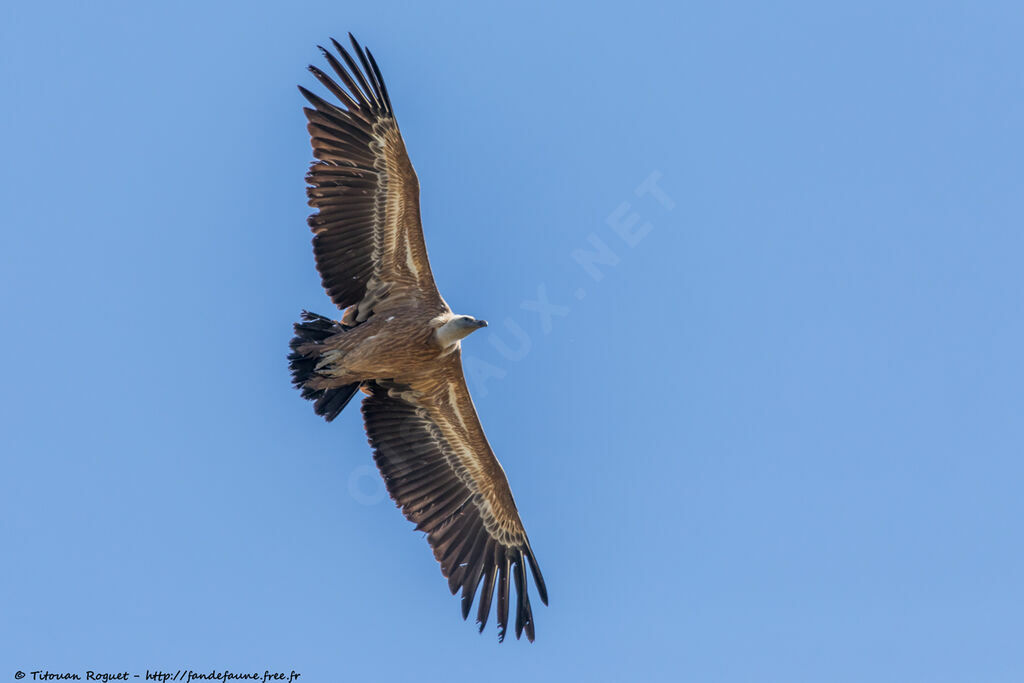 Vautour fauveadulte, identification, composition, Vol