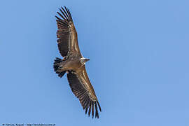 Griffon Vulture