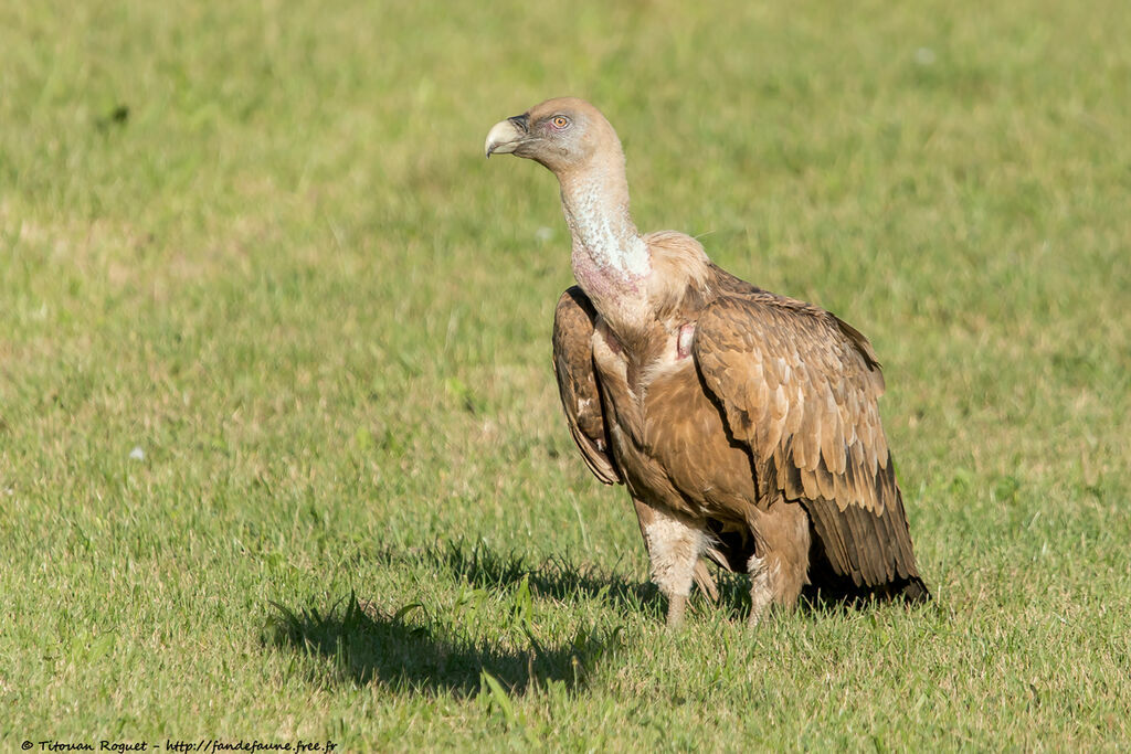 Griffon Vultureadult, identification