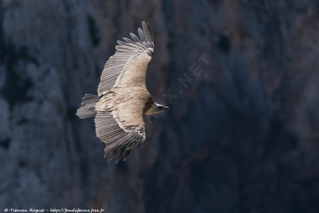 Griffon Vulture