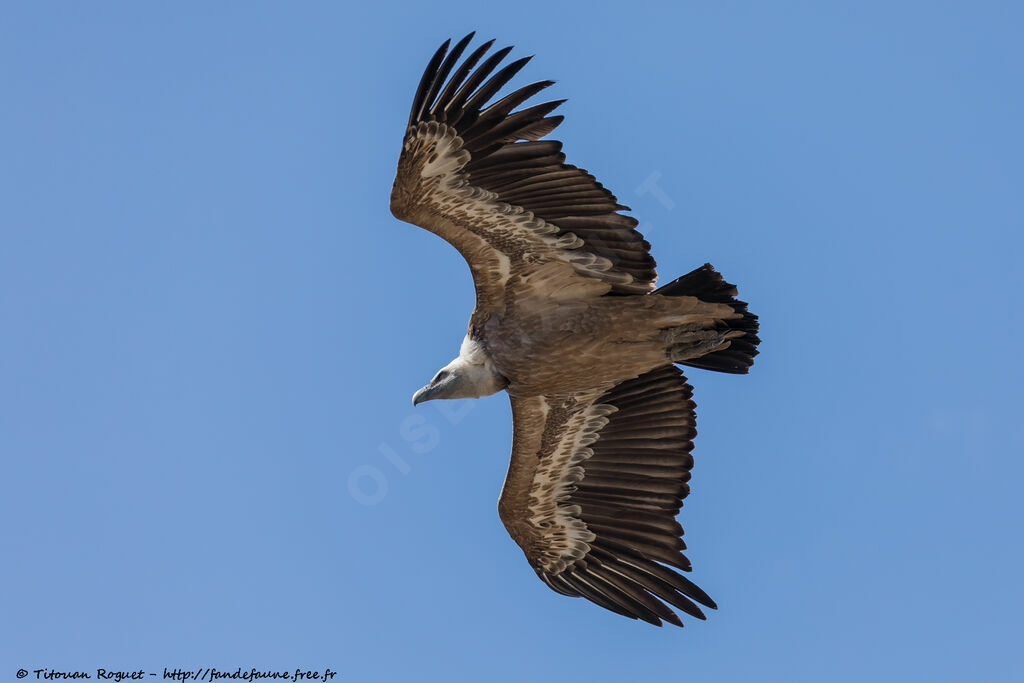 Griffon Vulture