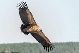 Griffon Vulture