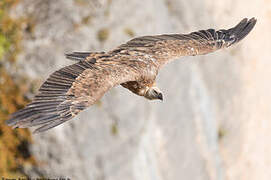 Griffon Vulture