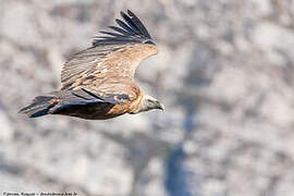 Griffon Vulture