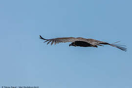 Cinereous Vulture