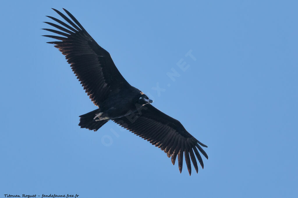 Cinereous Vulture