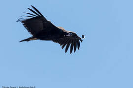 Cinereous Vulture