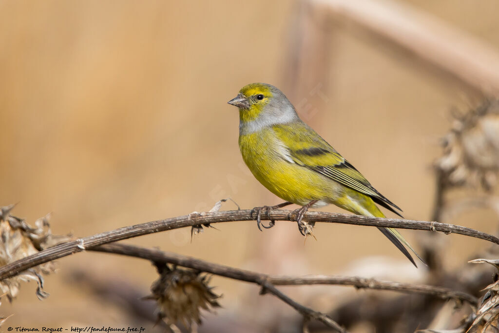 Venturon montagnard, identification