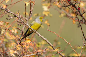 Venturon montagnard