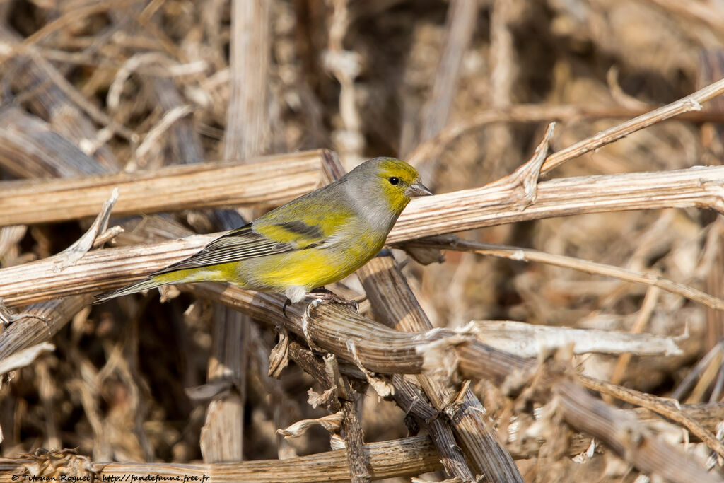 Citril Finch, identification