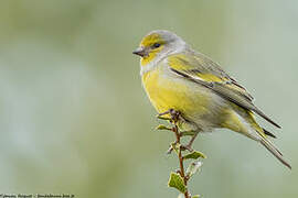 Citril Finch