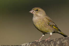 European Greenfinch