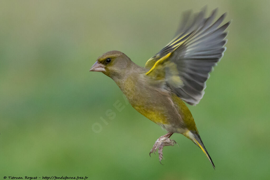 European Greenfinch, Flight