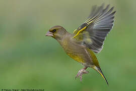 European Greenfinch