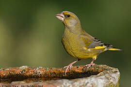 European Greenfinch