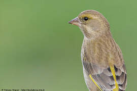 European Greenfinch