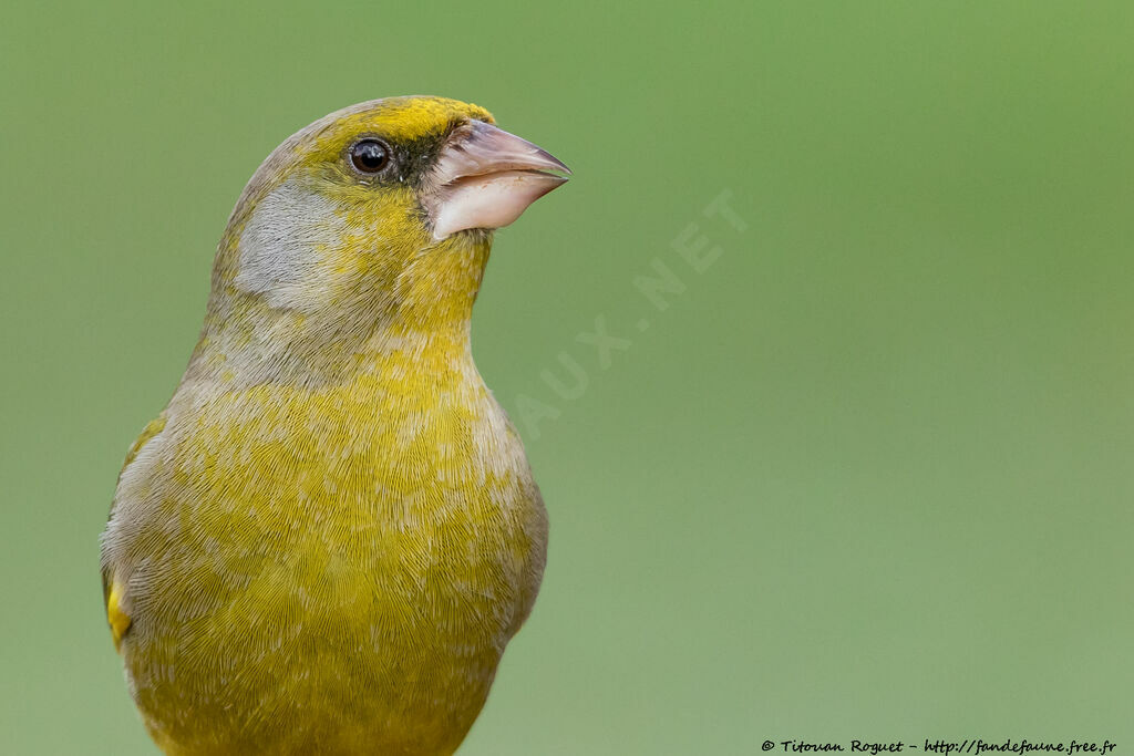 European Greenfinch, close-up portrait