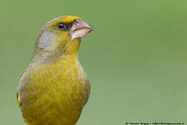 European Greenfinch