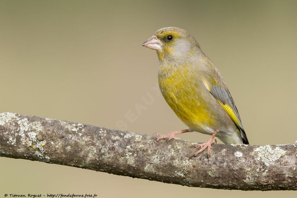 European Greenfinch male adult, identification