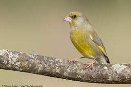 European Greenfinch