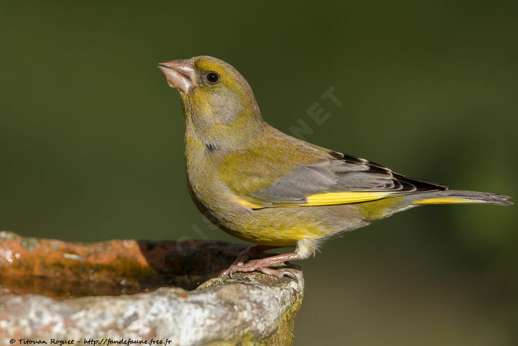 Verdier d'Europe mâle adulte, identification