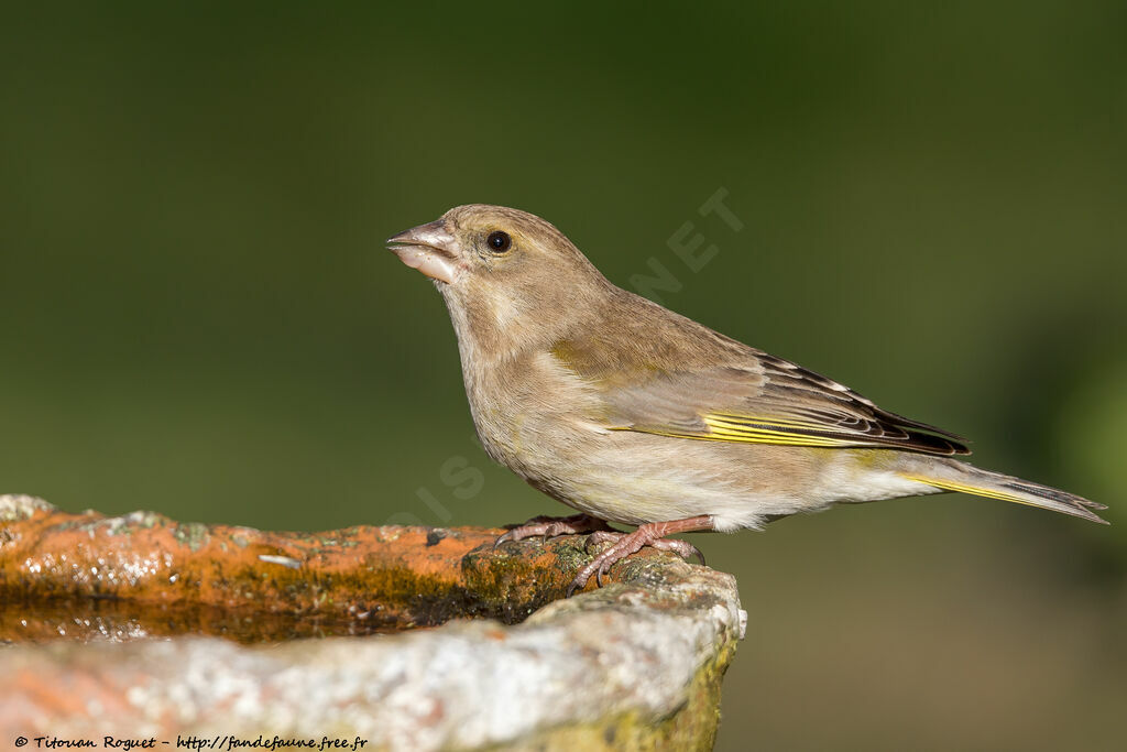 European Greenfinch female, identification