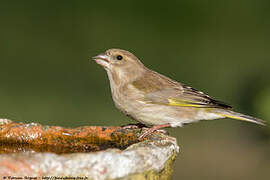 European Greenfinch