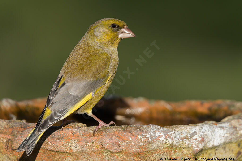 Verdier d'Europe mâle adulte, identification