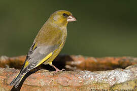 European Greenfinch