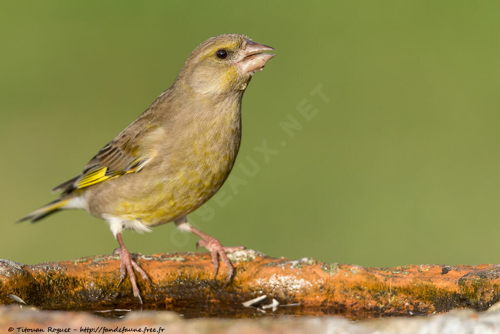 Verdier d'Europe, identification