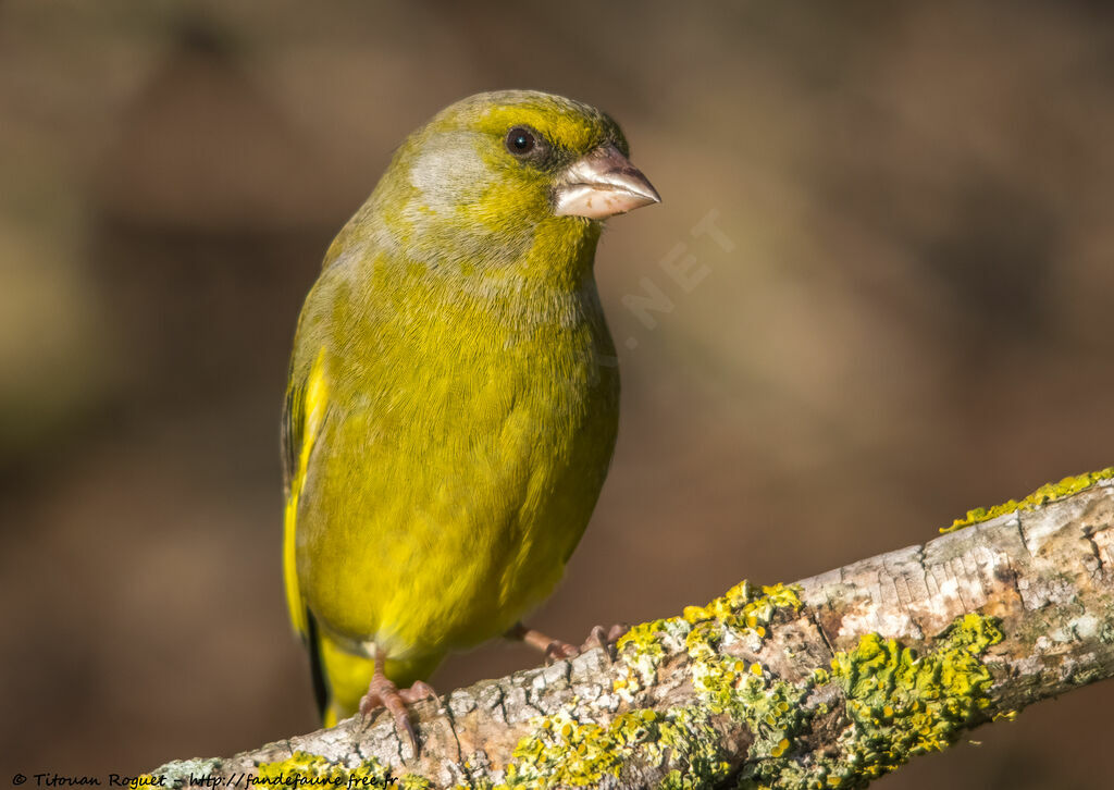 European Greenfinch male adult, identification