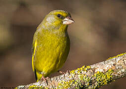 European Greenfinch