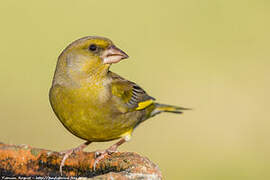 European Greenfinch