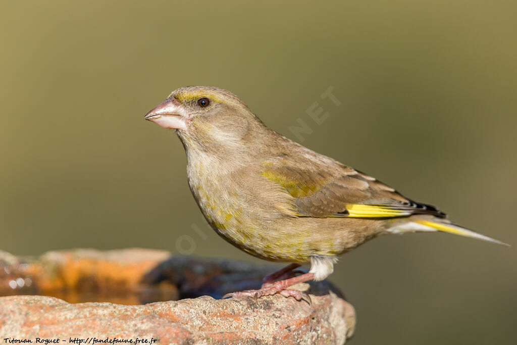 European Greenfinch