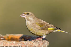 European Greenfinch