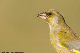 European Greenfinch