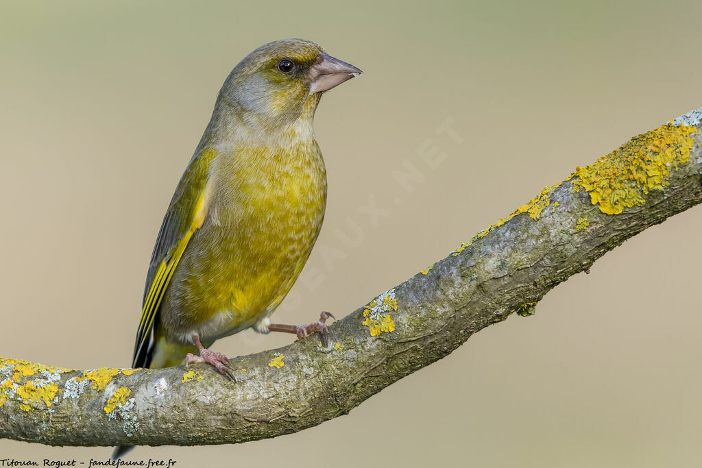 European Greenfinch