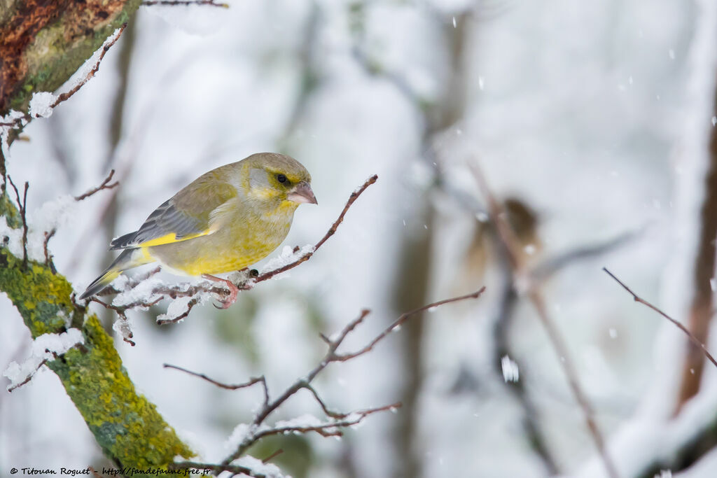 European Greenfinch, identification