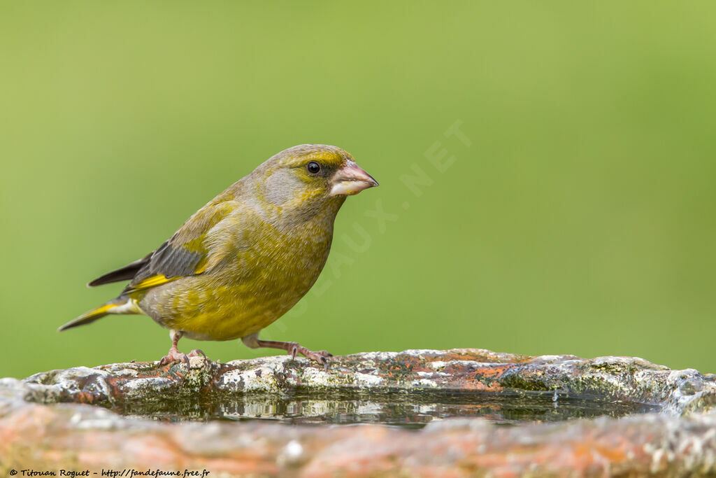 European Greenfinch male adult breeding, identification, close-up portrait, aspect, pigmentation, drinks