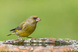 European Greenfinch