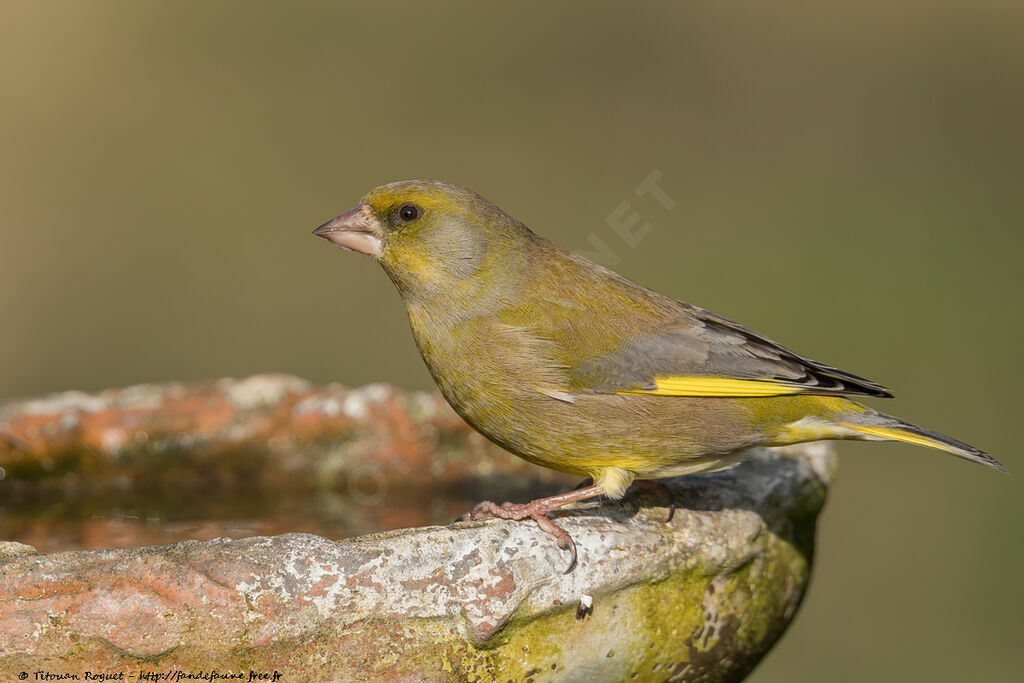 European Greenfinch