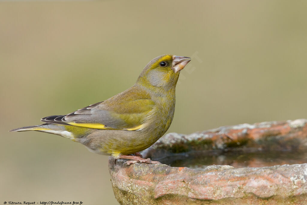 European Greenfinch