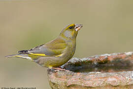 European Greenfinch