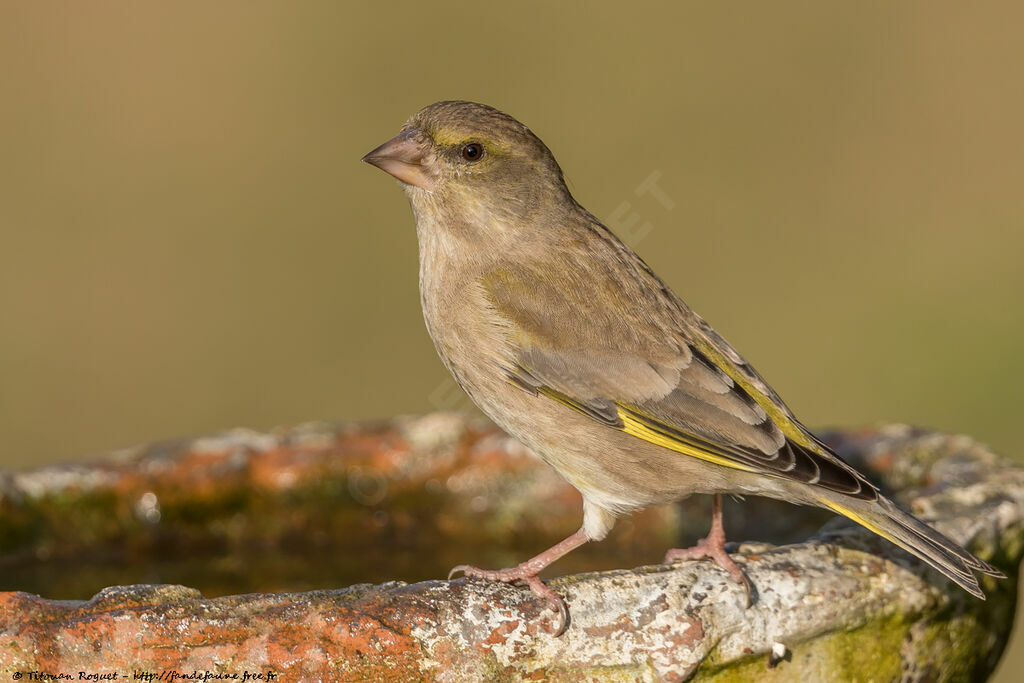 European Greenfinch