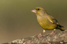 European Greenfinch