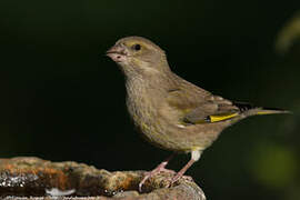 European Greenfinch